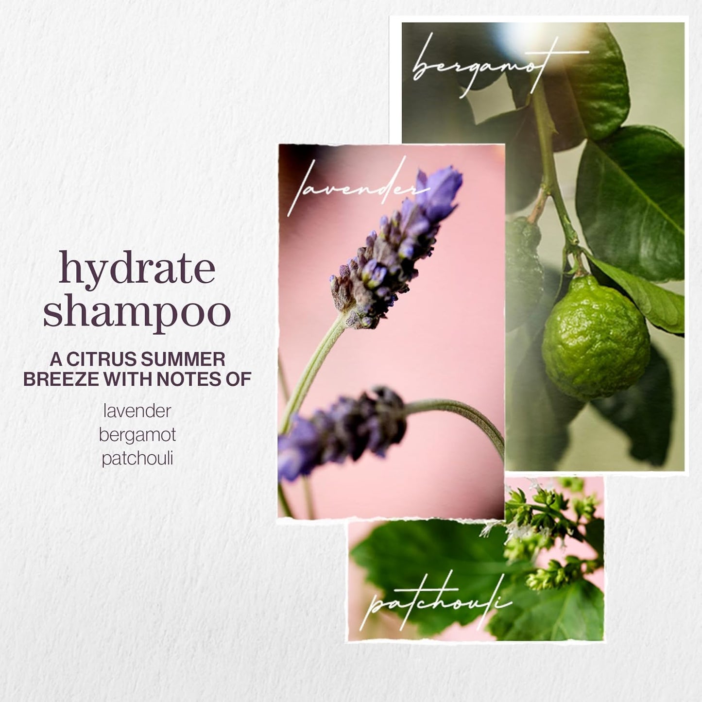 Healthy and Hydrated Haircare Set