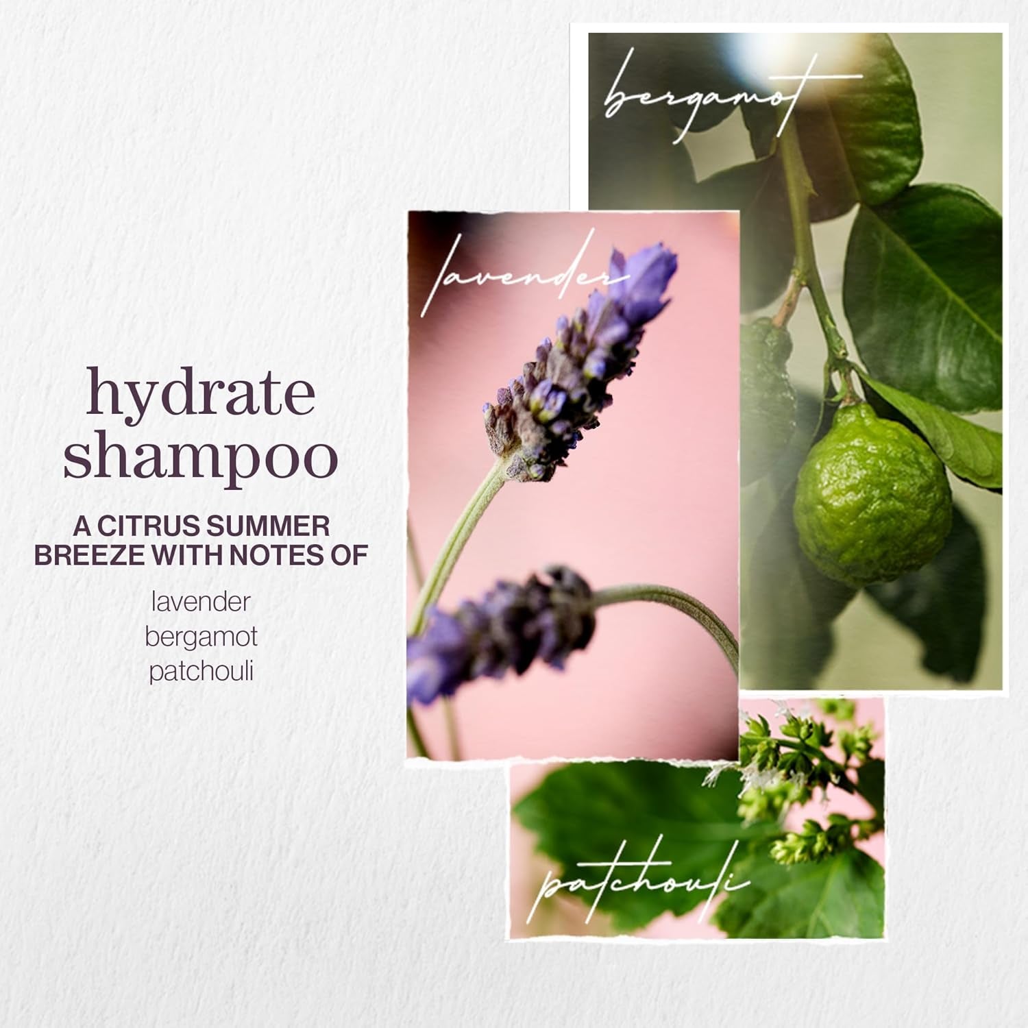 Healthy and Hydrated Haircare Set